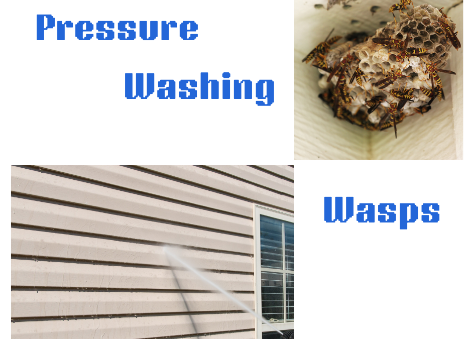 Pressure Washing Wasps